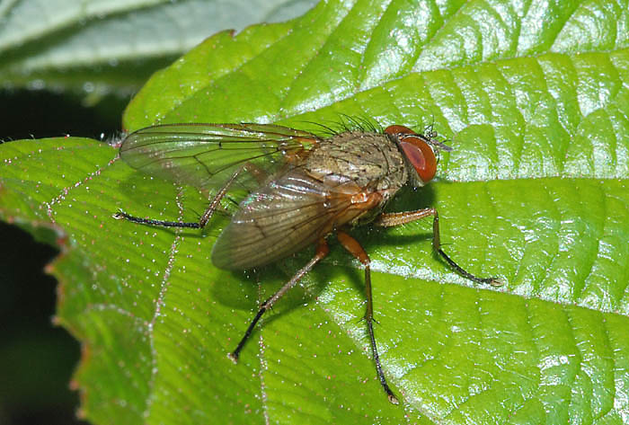 Helina cf.impuncta